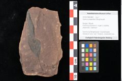 Foto (Objekt + Etikett) von Quercus palaeoilex Ettingshausen (NHMW-GEO-2024-0188-0882)